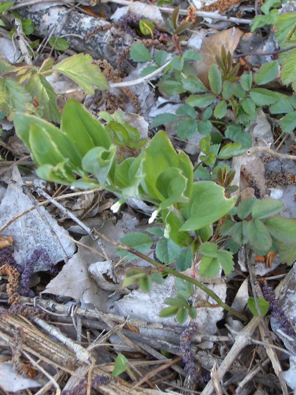 Polygonatum odoratum